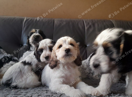 Cock-a-chon puppies.