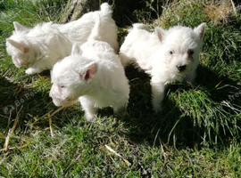 REGISTERED WEST HIGHLAND PUPPIES