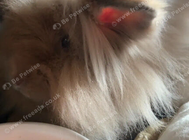 STUNNING Lionhead Girl + FULL Complete Setup &mdash; EVERYTHING INCLUDED!
