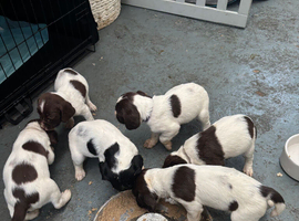English Springer spaniel puppies for sale