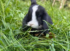 Lop bunny last one!