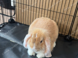 Mini lop for sale