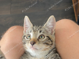Half Breed Bengal-Tabby Kittens
