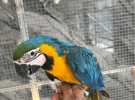Ready Now Baby Handreared Friendly Super Tame Blue & Gold Macaw Parrot,22