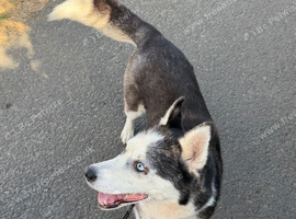 Female Siberian husky 2 and half years old