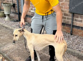 Saluki bull greyhound