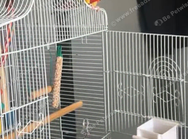 pineapple conure bird