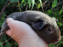 Baby boy guinea pigs available
