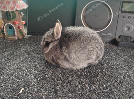Baby chinchilla