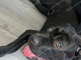 Male cane corso