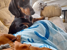2 beautiful dachshund for sale