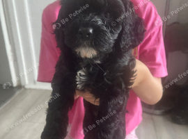 Cavapoos for sale
