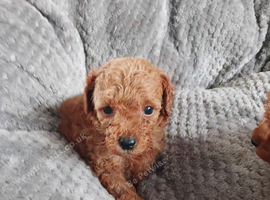 Toy poodle