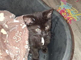 Last boy kitten