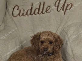 Toy poodle male for sale