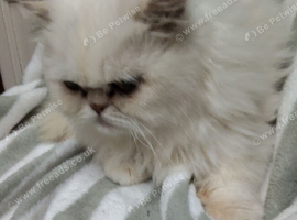 Persian kitten