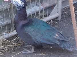 Muscovy  drakes