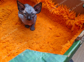 READY NOW Stunning Sphynks kittens,