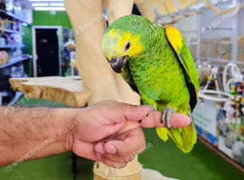 Blue Fronted amazon hand reared,13