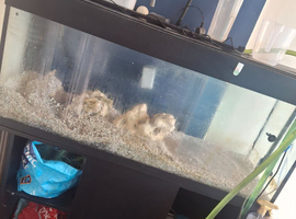 Jewel fish tank