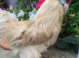 Trio silkie