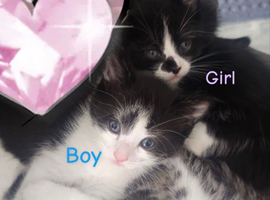Kittens for sale