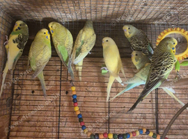 Budgies for sale