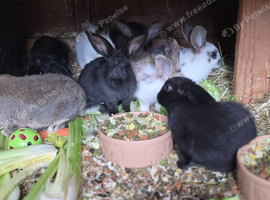 Rabbits