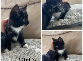 1 gorgeous kitten