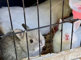 baby bunnies