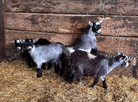 Pygmy Goat Nannies