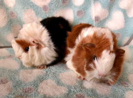 Now RESERVED Two beautiful Peruvian brothers