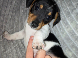 Beautiful Jackk Russell puppies for sale