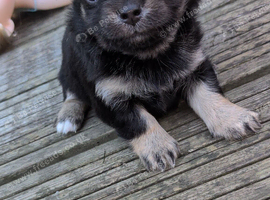 Little boy Chihuahua puppy