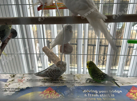 Budgies albinos litino handtame breeding pairs etc