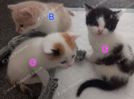 KITTENS