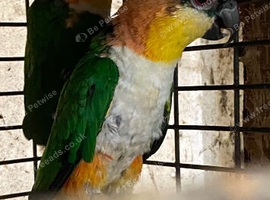 Pair a caiques