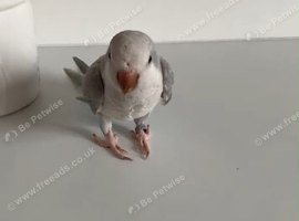 Baby Quaker Glasgow