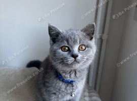 1 Male Available Ready to leave !