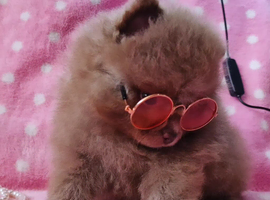 CHIAO LI YA merle puppies chocolate blue