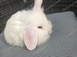 Lionhead/teddy