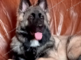 Looking for spayed gsd female