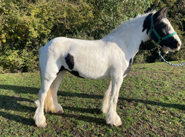 RUBY 5 rising 6 cob mare