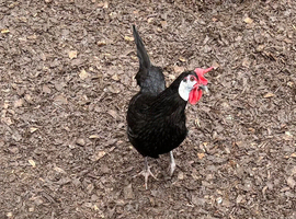 18 x White faced Spanish Hatching Eggs