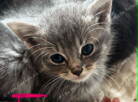 Half ragdoll kittens