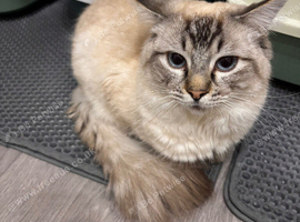 Male Ragdoll