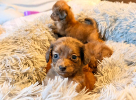 Pomeranian cross chihuahua puppies