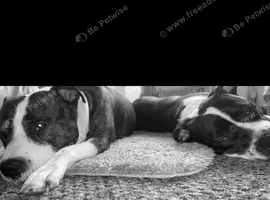 Dogs for rehoming