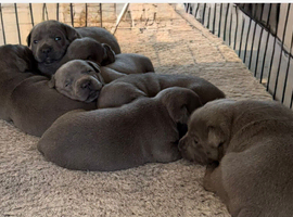Furbabyz