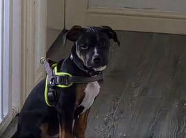 Staffy cross Rotty